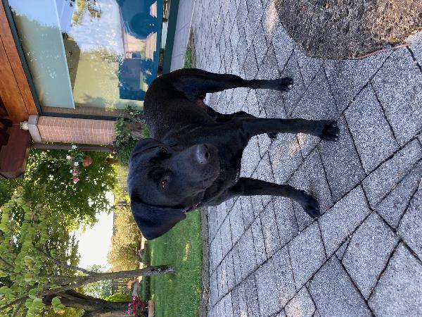 Joey, Meticcio 11 Mesi, Cerca Casa